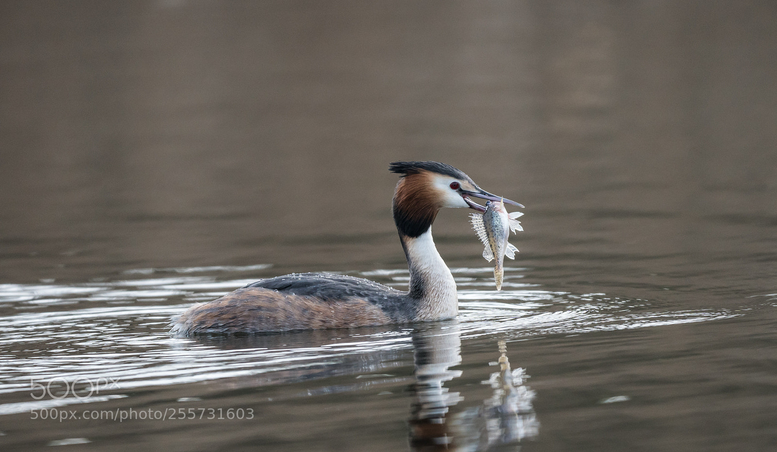 Sony a6300 sample photo. Grebe, fuut, wieringen 2018 photography