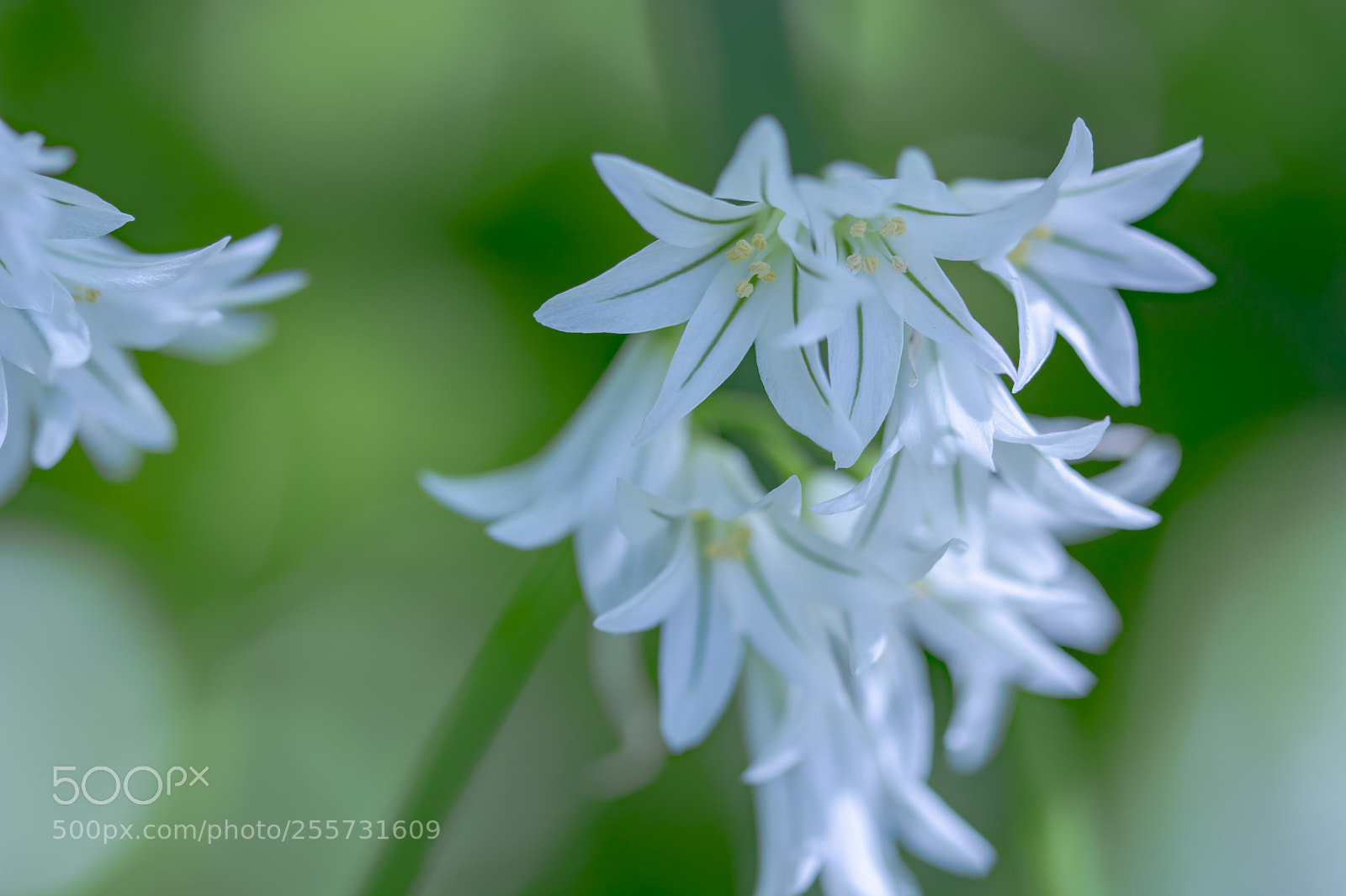 Nikon D7100 sample photo. Green! photography