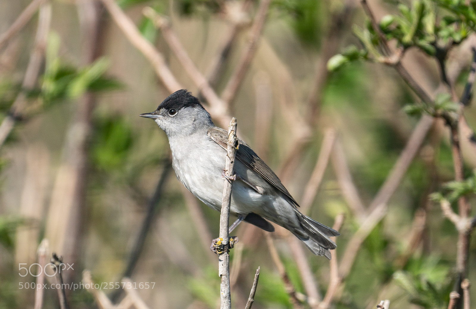 Sony a6300 sample photo. Blackcap, zwartkop, bakkum 2018 photography