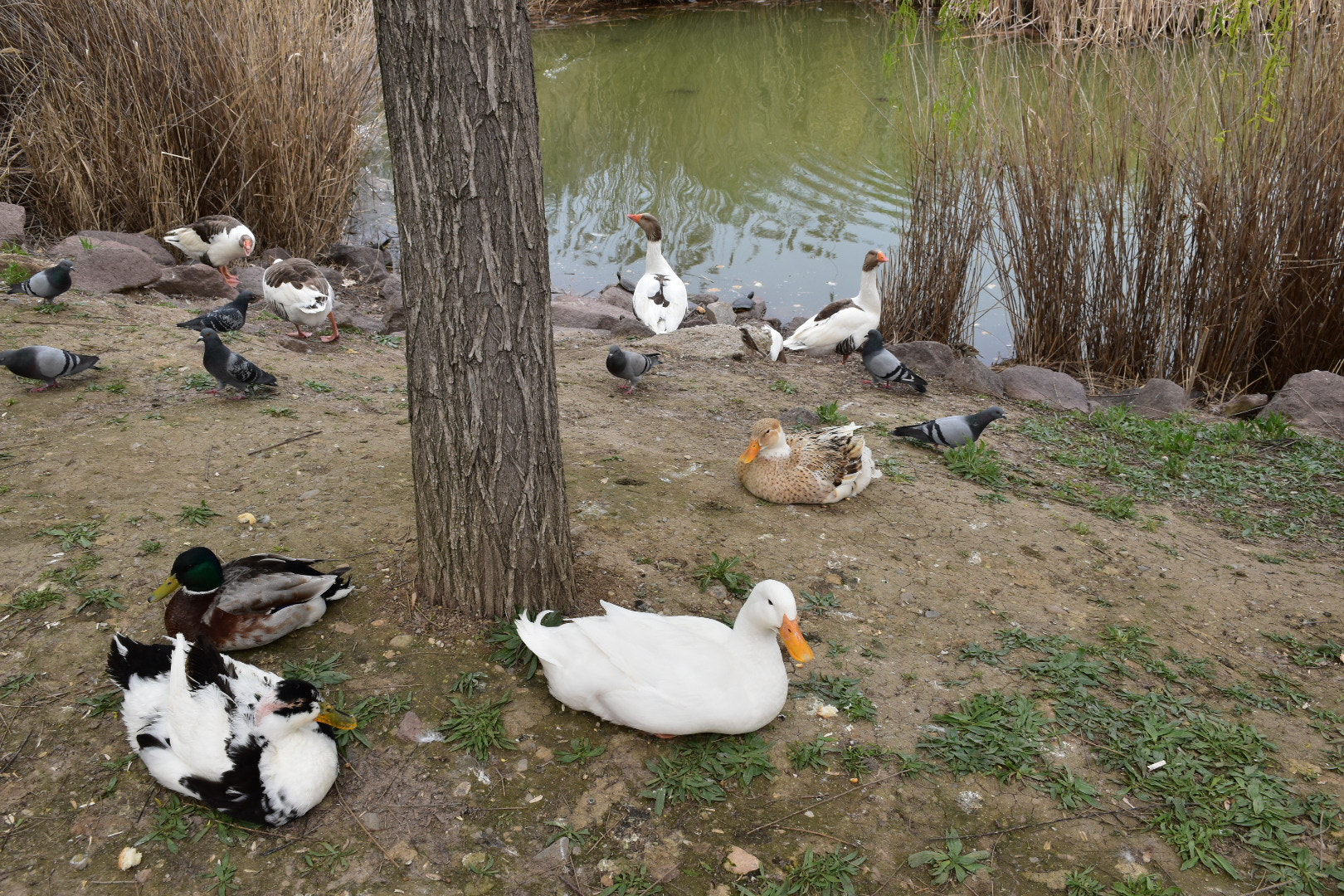 Nikon D5600 sample photo. Resting time... photography