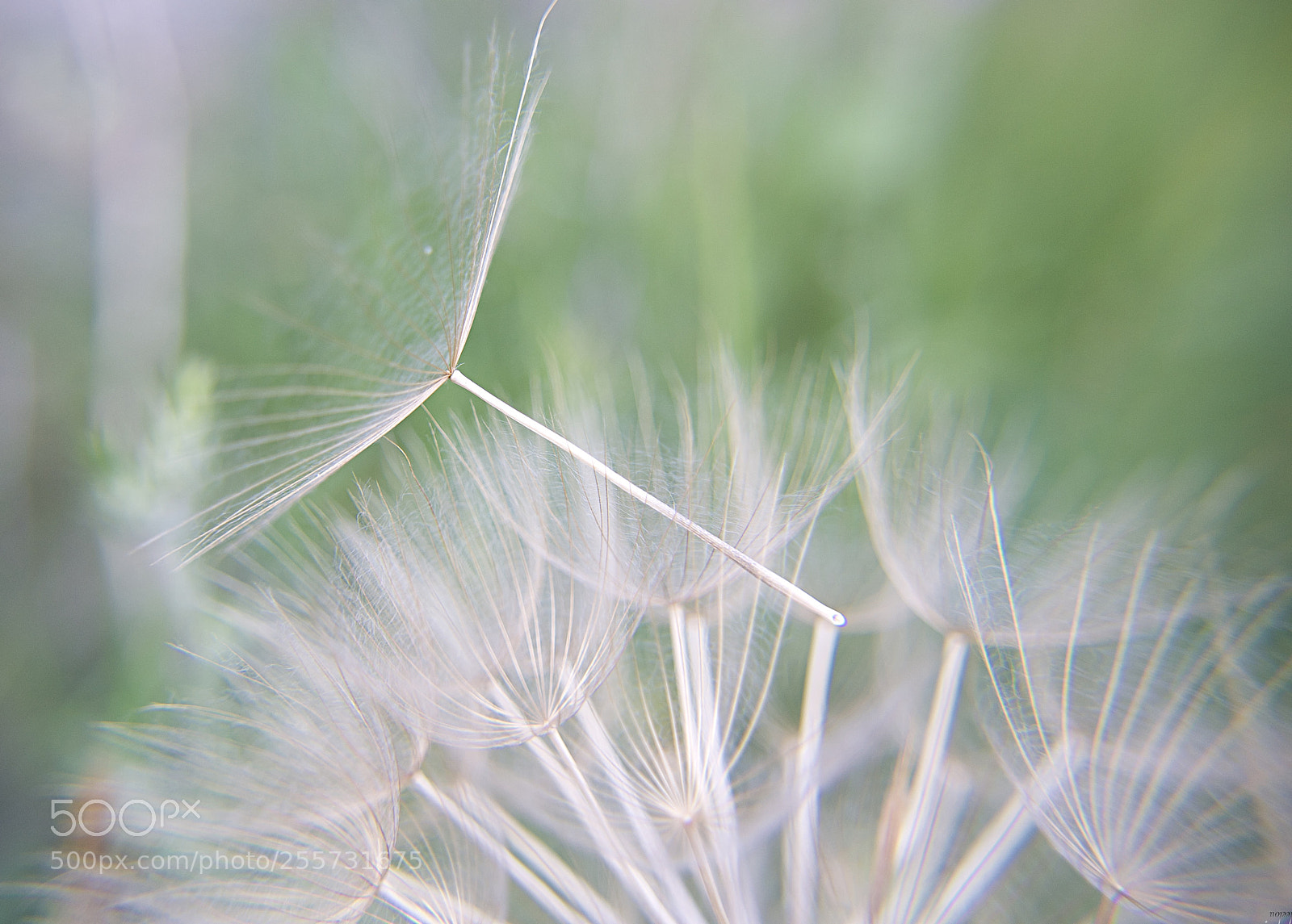 Nikon D3100 sample photo. You are my wish ... *** photography