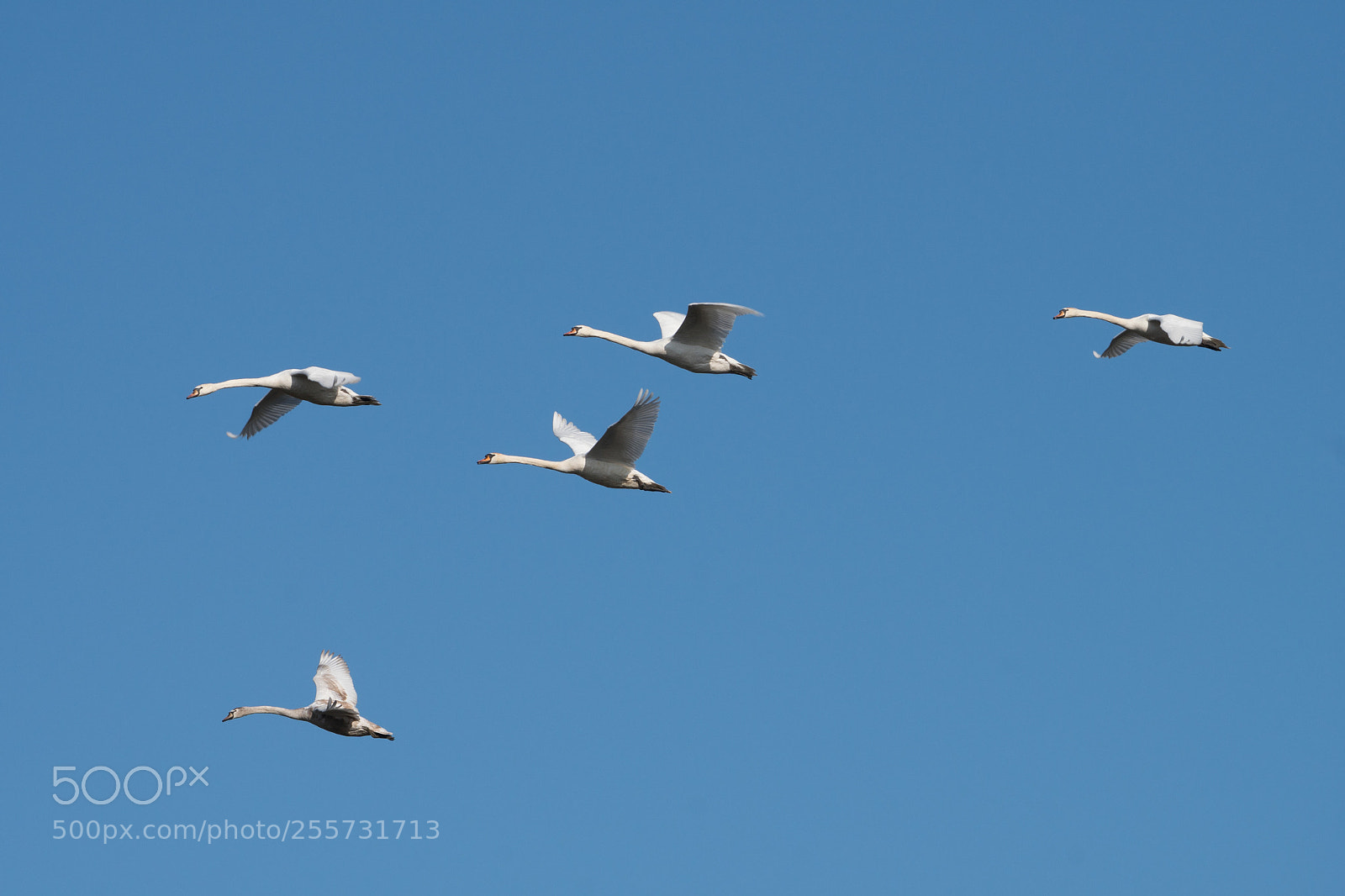 Sony a6300 sample photo. Mute swan, knobbelzwaan, wieringen 2018 photography
