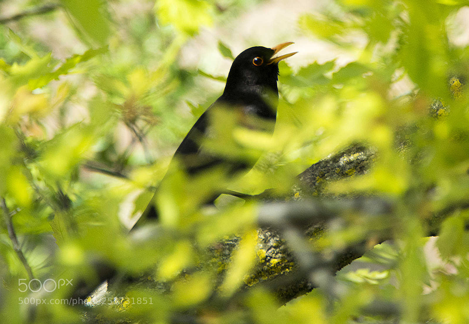 Nikon D7100 sample photo. Blackbird singing photography
