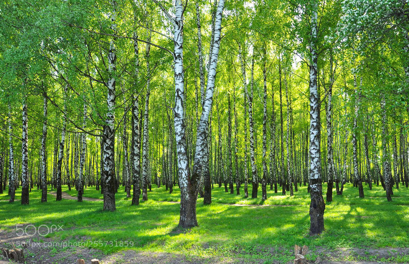 Nikon D90 sample photo. Birch grove with green photography