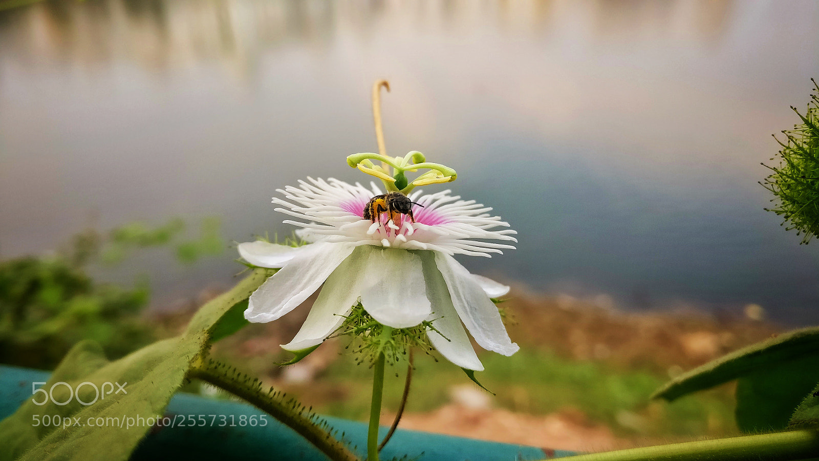 OnePlus A3003 sample photo. A passionate moment photography