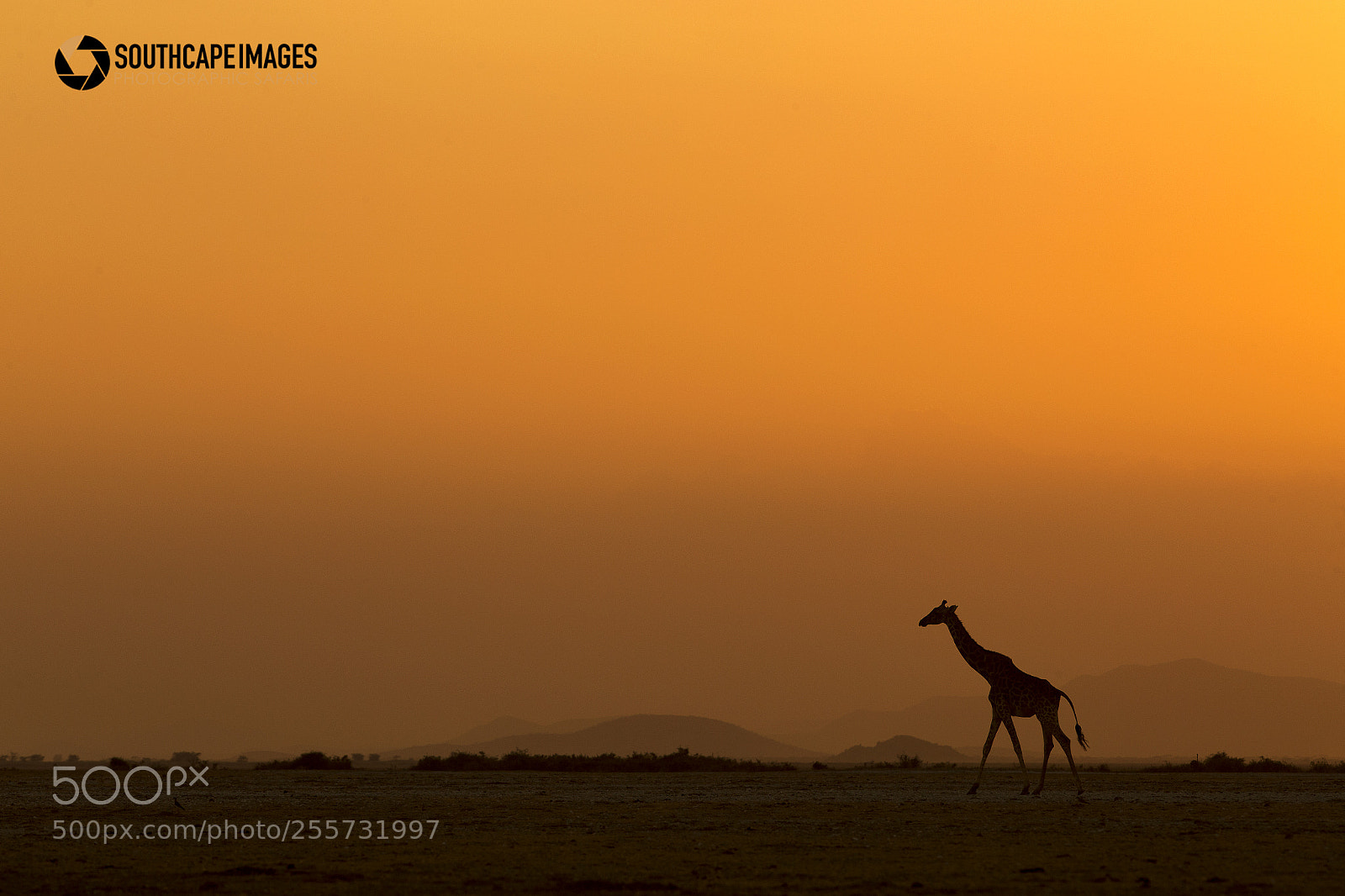 Canon EOS-1D X sample photo. Amboseli giraffe sunset photography