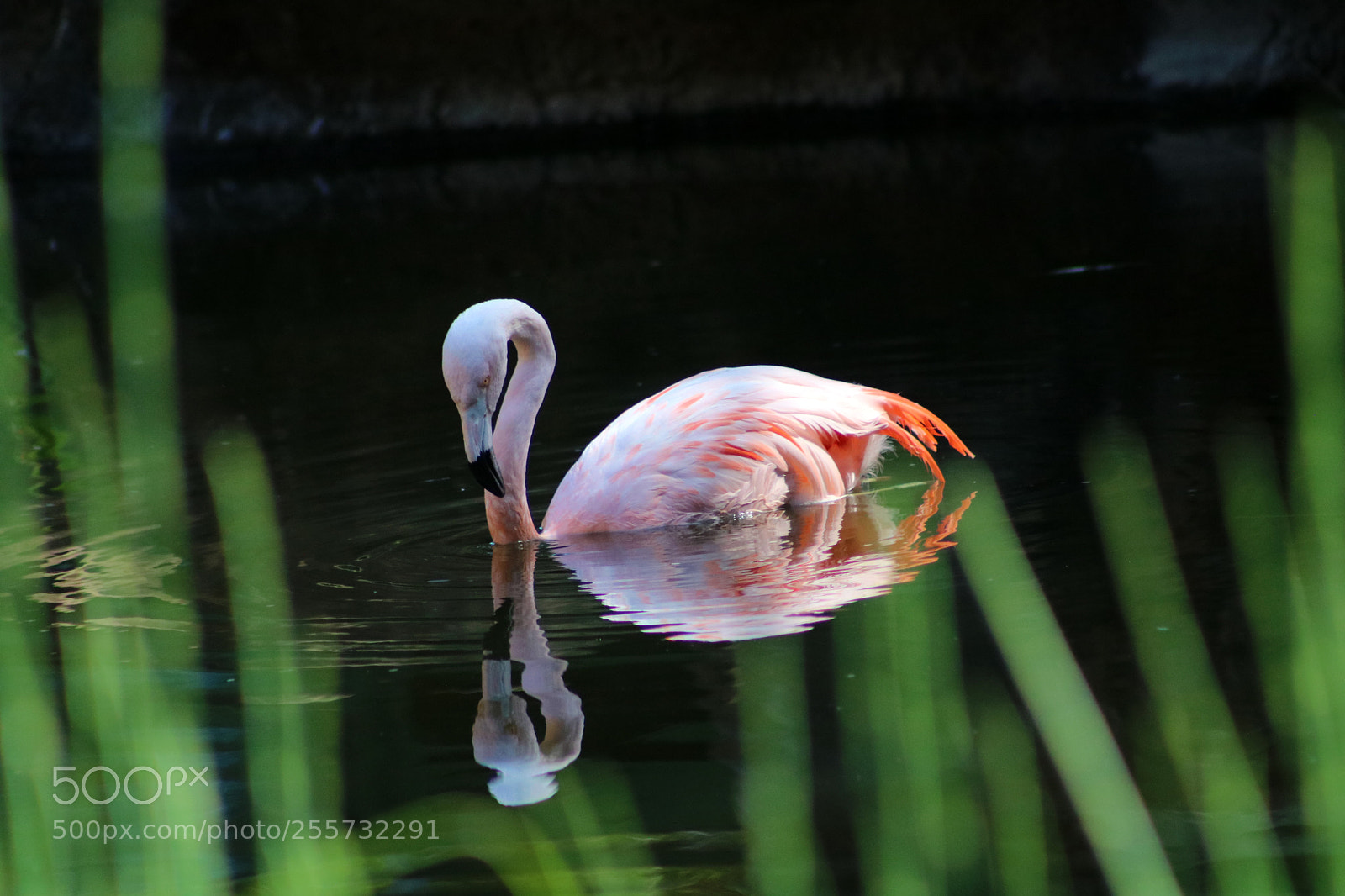 Canon EOS 750D (EOS Rebel T6i / EOS Kiss X8i) sample photo. Flamingo 6312 photography