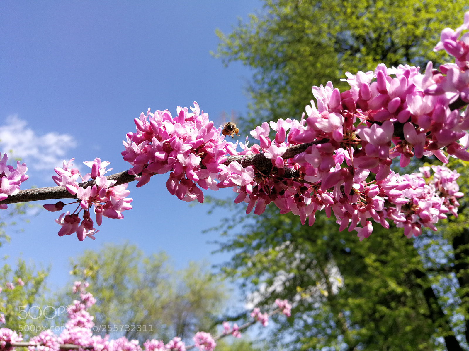 HUAWEI P10 Plus sample photo. Untitled photography