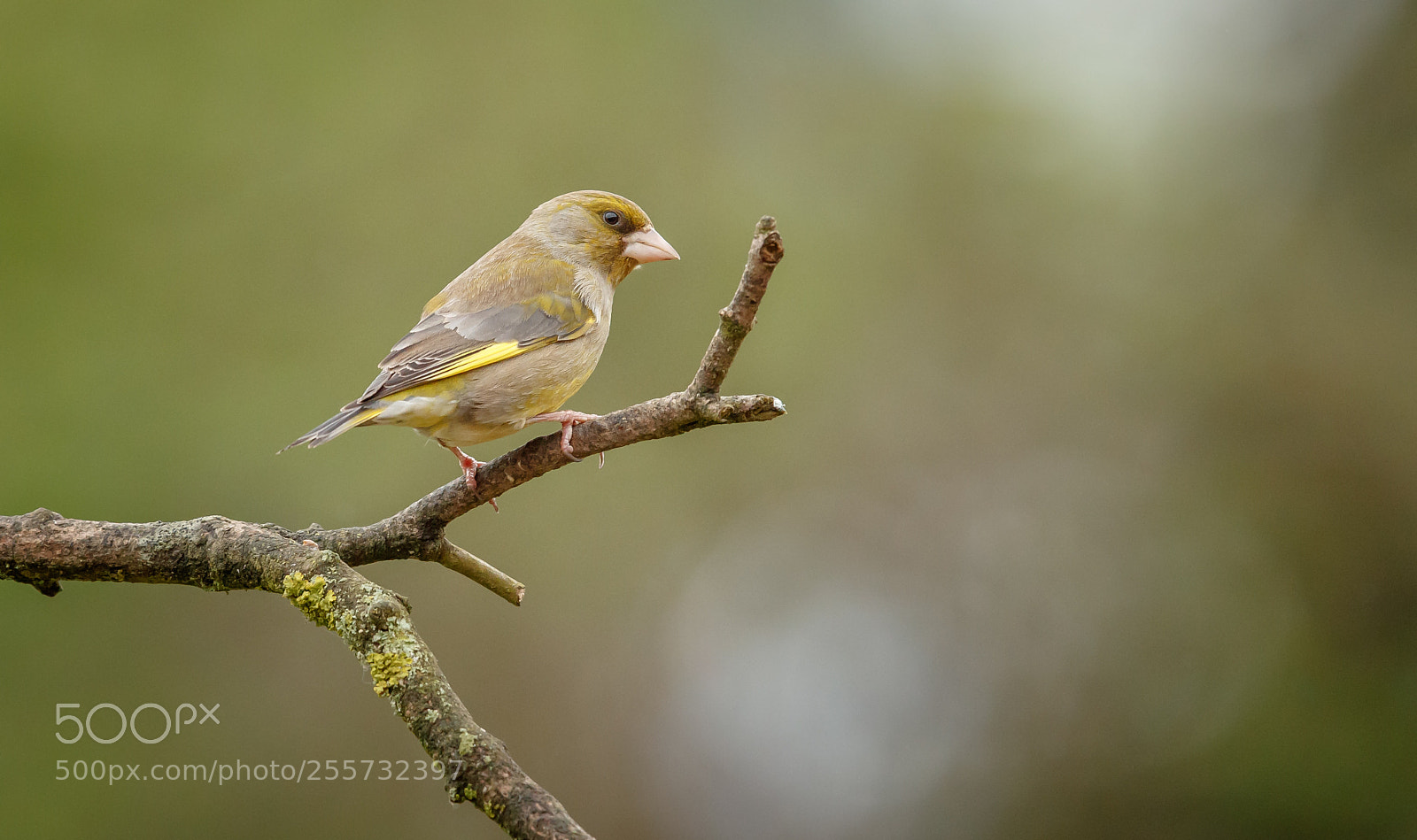 Canon EOS-1D X Mark II sample photo. Greenfinch photography