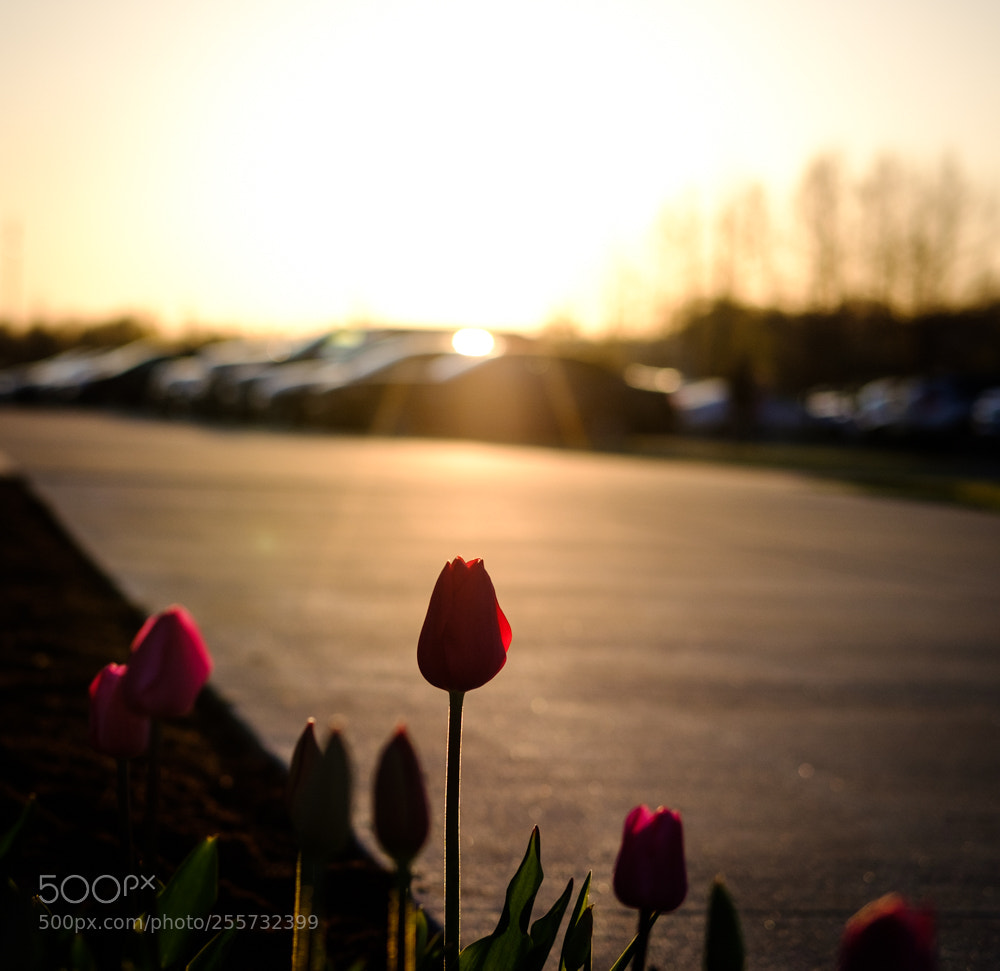 Fujifilm X-T2 sample photo. Spring photography