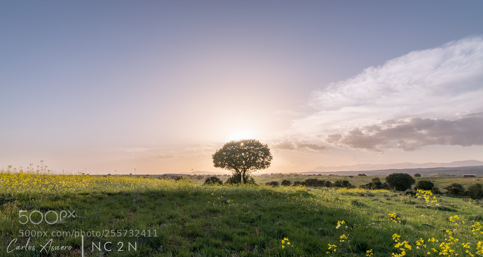 Nikon D5500 sample photo. The tree photography
