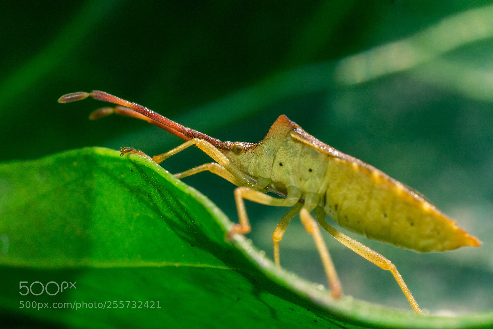 Sony a6000 sample photo. Leather bug photography