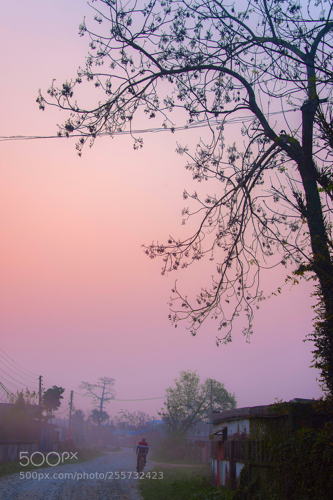 Nikon D610 sample photo. Tree photography