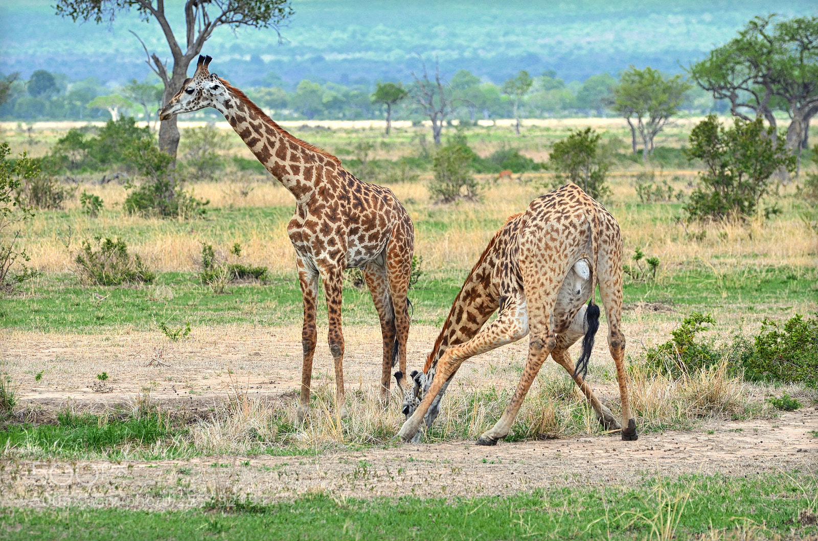Nikon D5100 sample photo. Giraffes in mikumi national photography