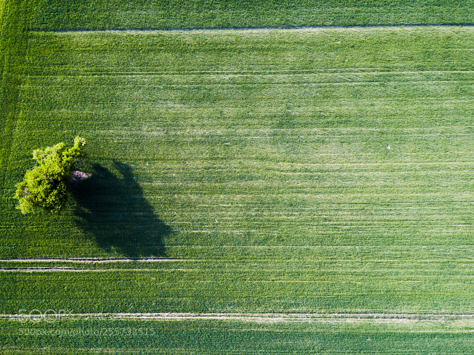DJI FC220 sample photo. Tree photography