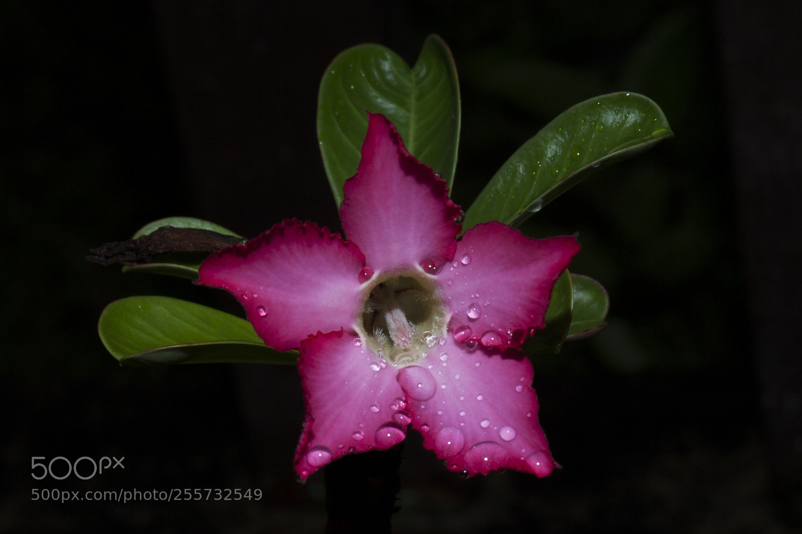 Canon EOS 5D Mark II sample photo. Untitled photography