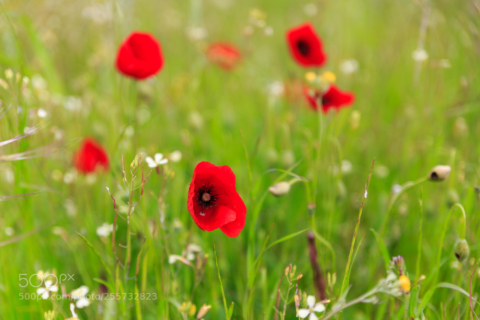 Canon EOS 6D sample photo. Sunday morning photography