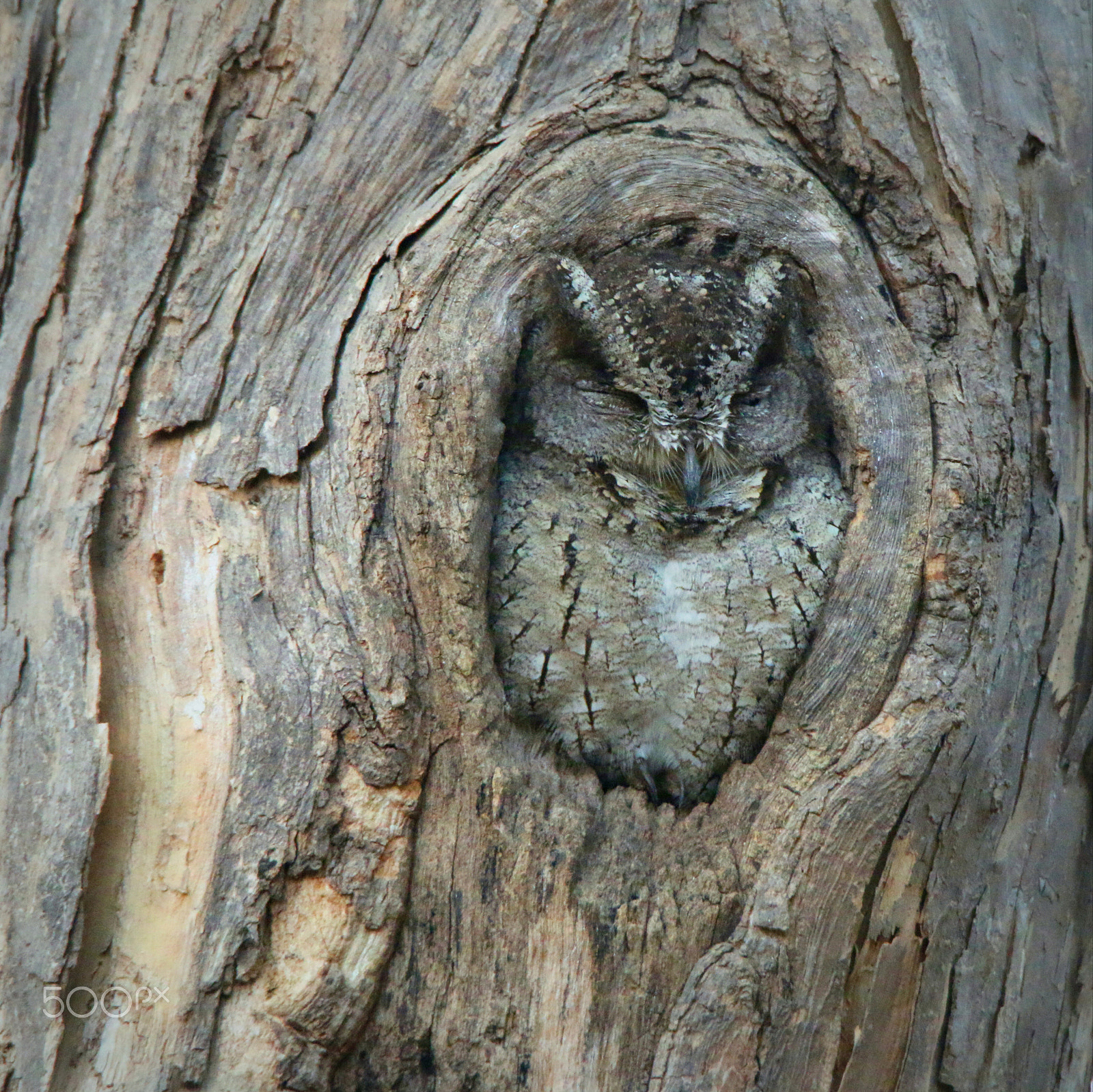 Canon EOS 70D sample photo. Scoops owl photography