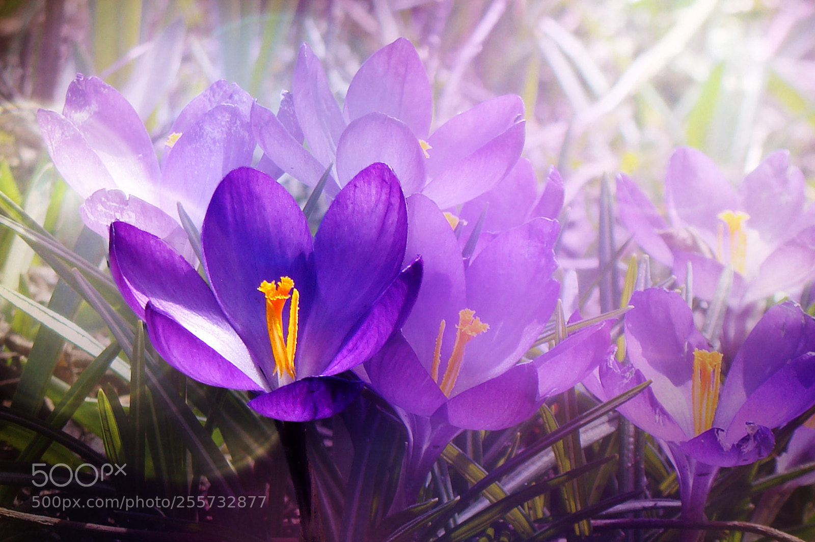 Sony DSC-H3 sample photo. Purple dream photography