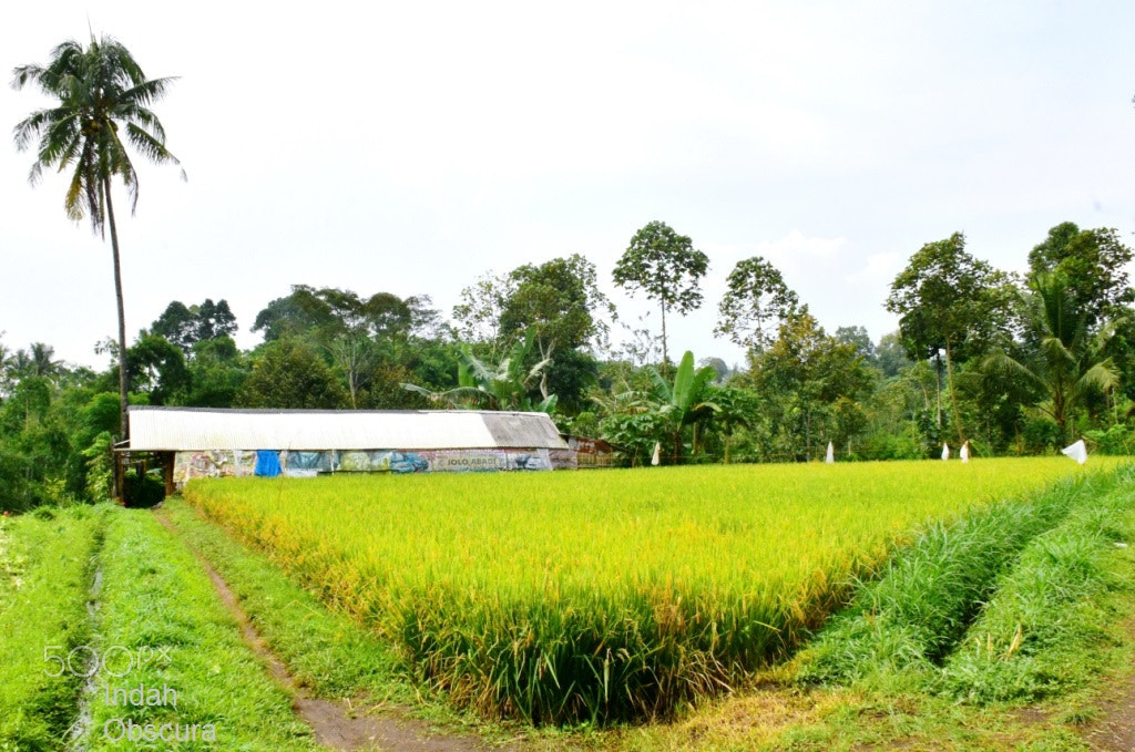 Nikon D5500 sample photo. Ioi rice bowl photography