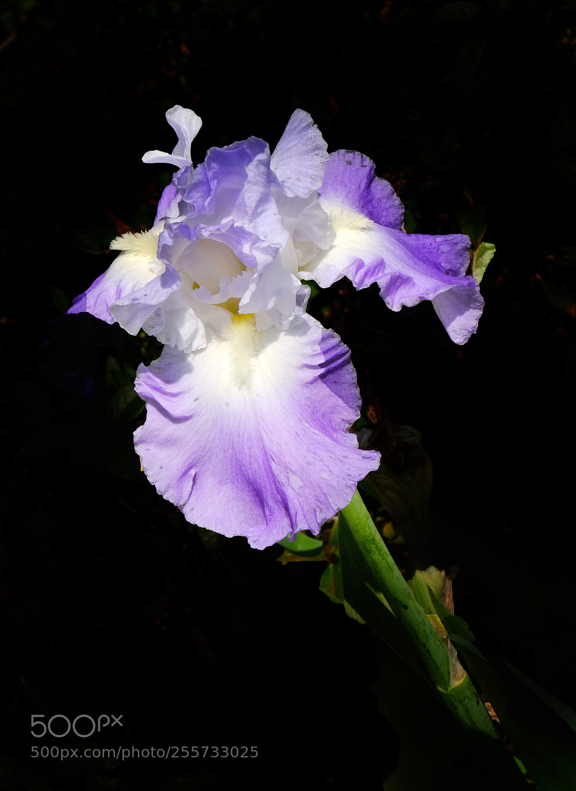 Fujifilm X-T20 sample photo. Diris in waiting dsbg photography