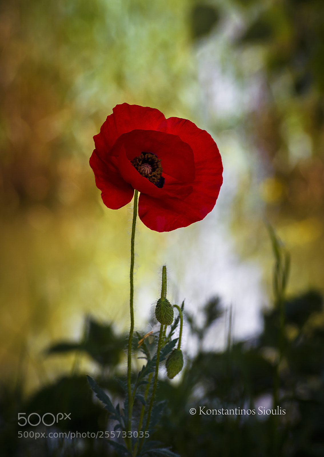 Nikon D7200 sample photo. Untitled photography