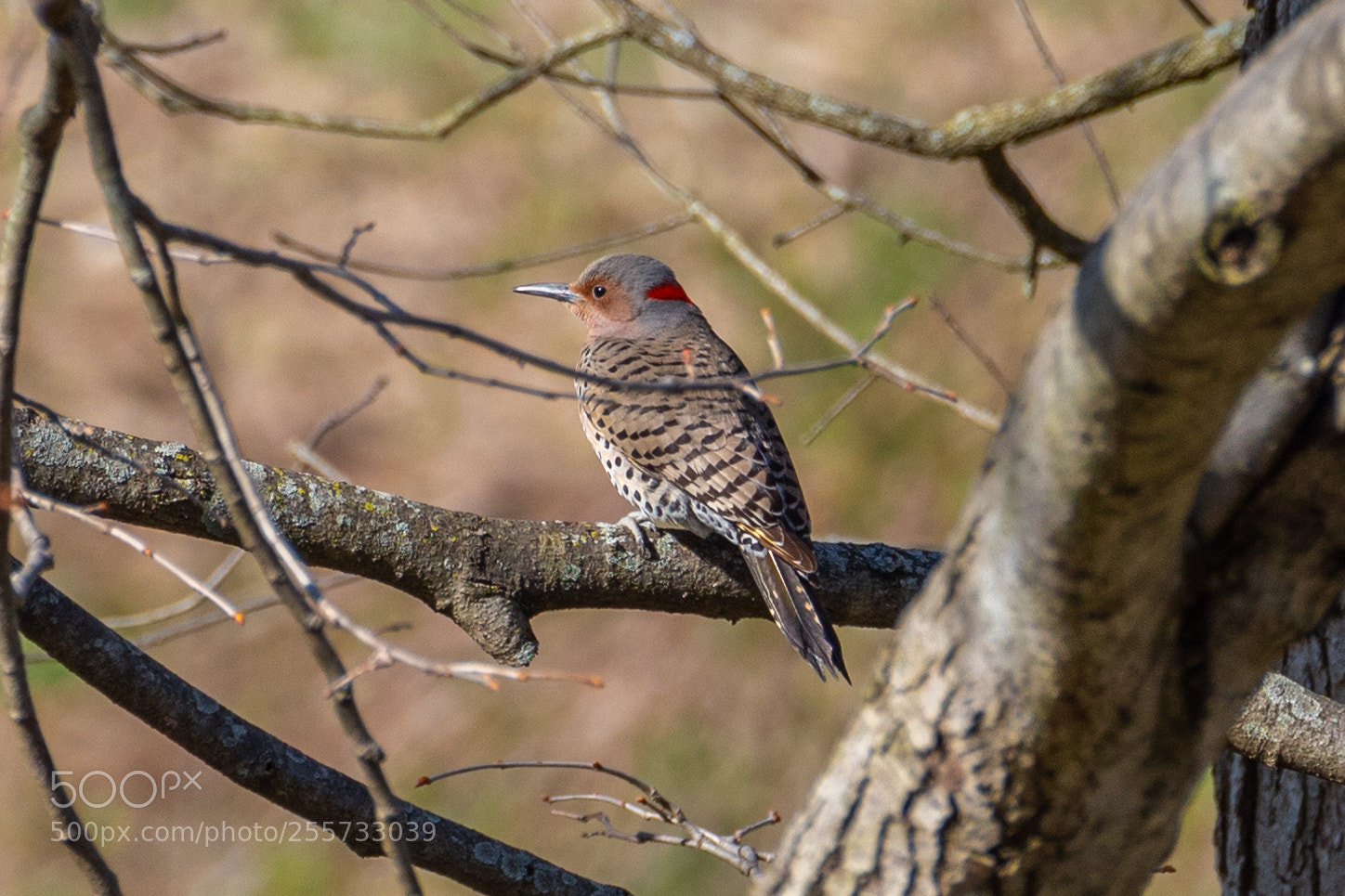 Canon EOS 1300D (EOS Rebel T6 / EOS Kiss X80) sample photo. Female northern flicker photography