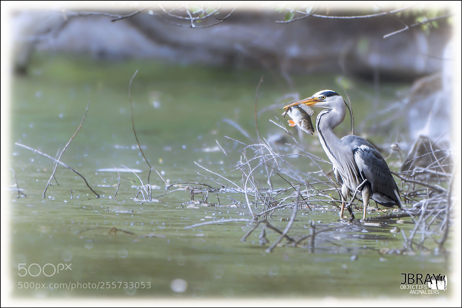 Nikon D7200 sample photo. Heron with a fish photography