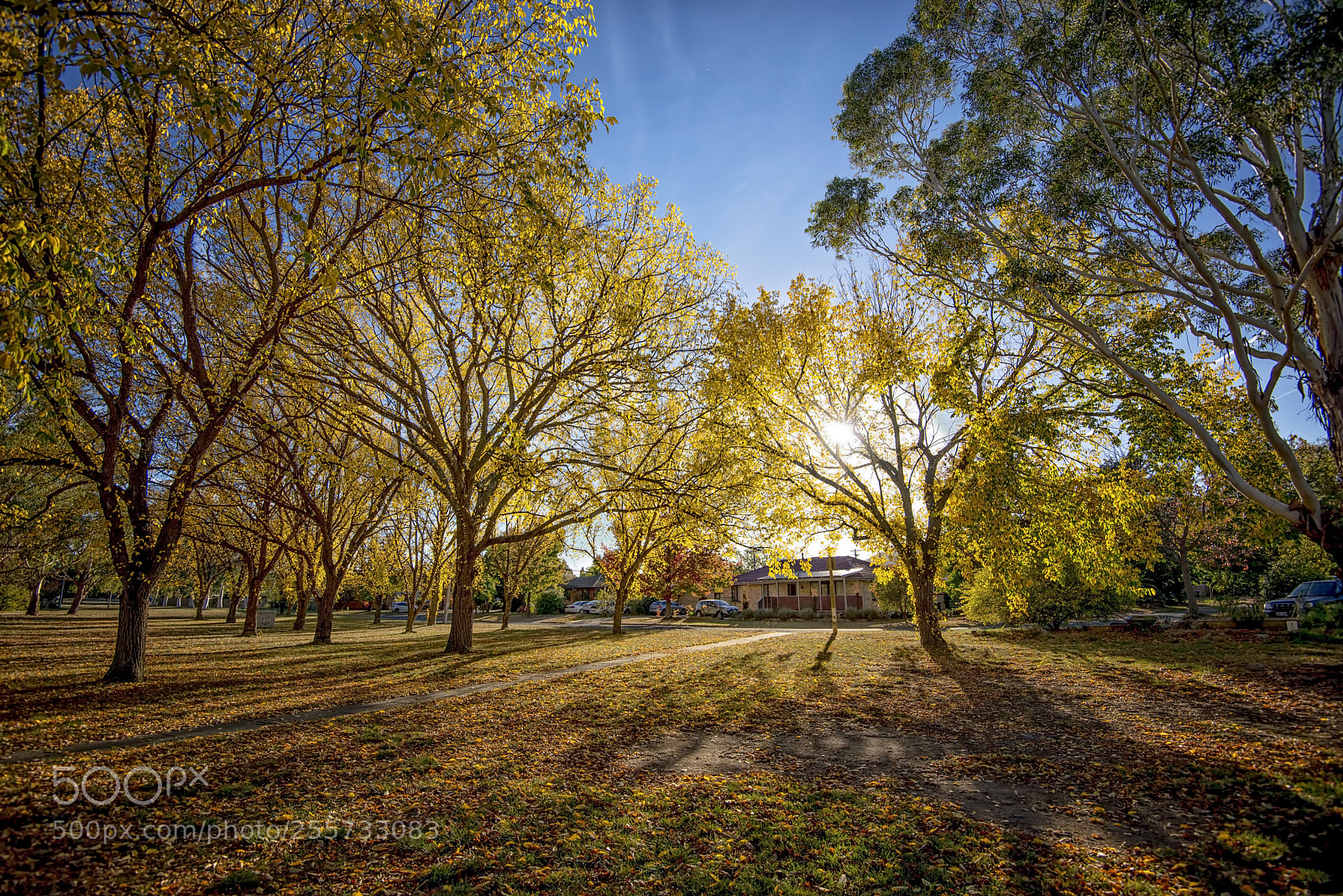 Nikon D800E sample photo. American elms photography