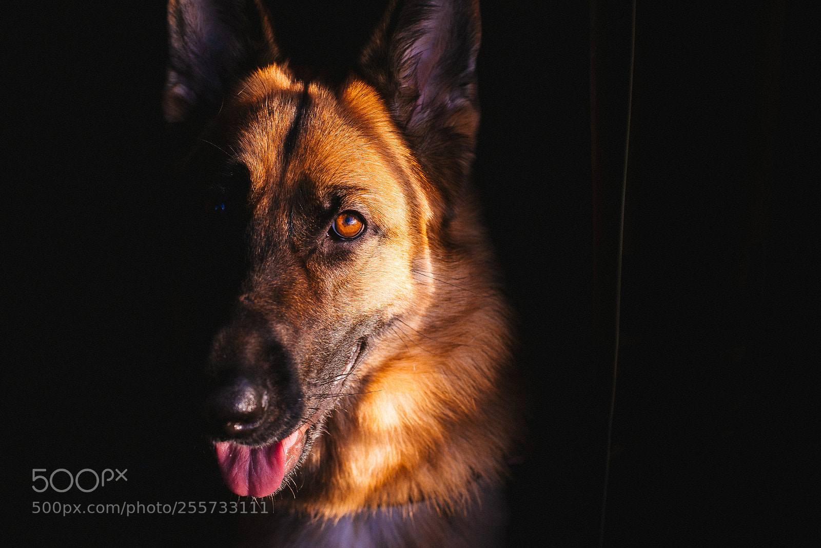 Nikon D600 sample photo. Gsd portrait photography