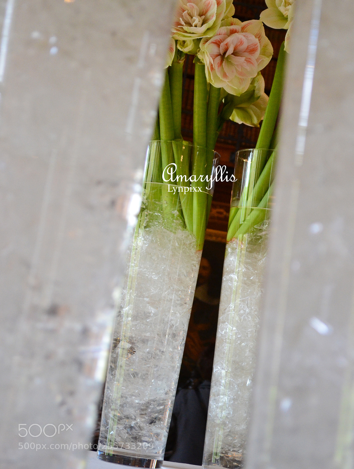 Nikon D3100 sample photo. Amaryllis du ch teau photography