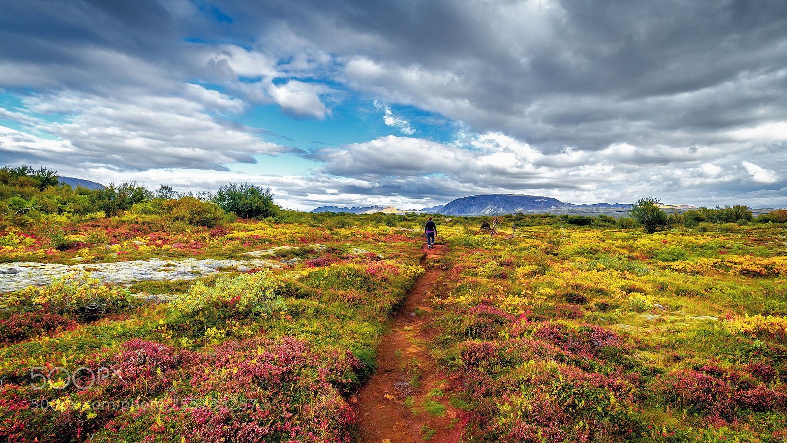 Canon EOS 6D sample photo. Wild meadows of iceland photography