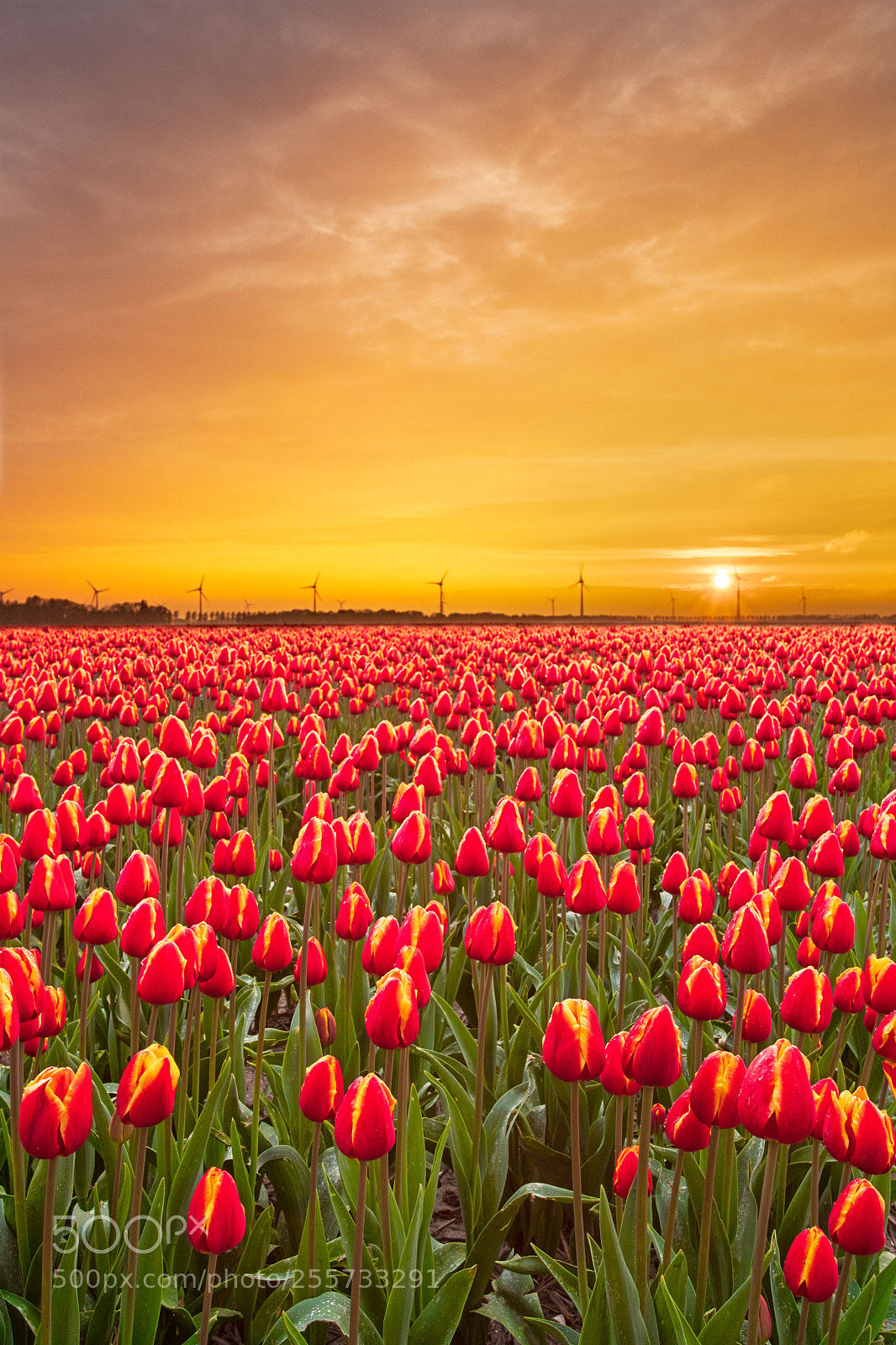 Canon EOS 6D Mark II sample photo. Tulips field photography