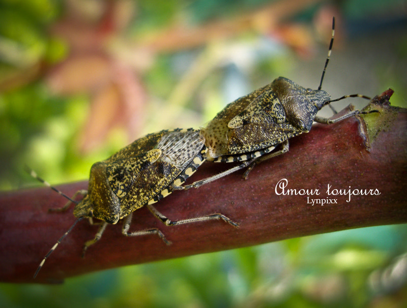 Pentax OPTIO S10 sample photo. Amour toujours photography