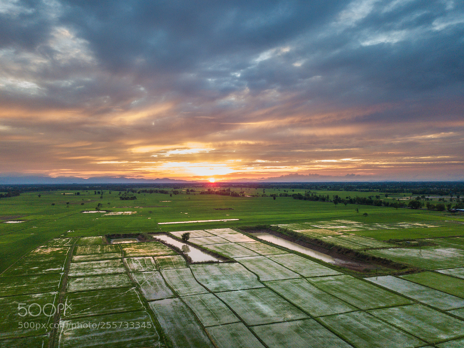 DJI FC220 sample photo. Rice field sukhothai photography