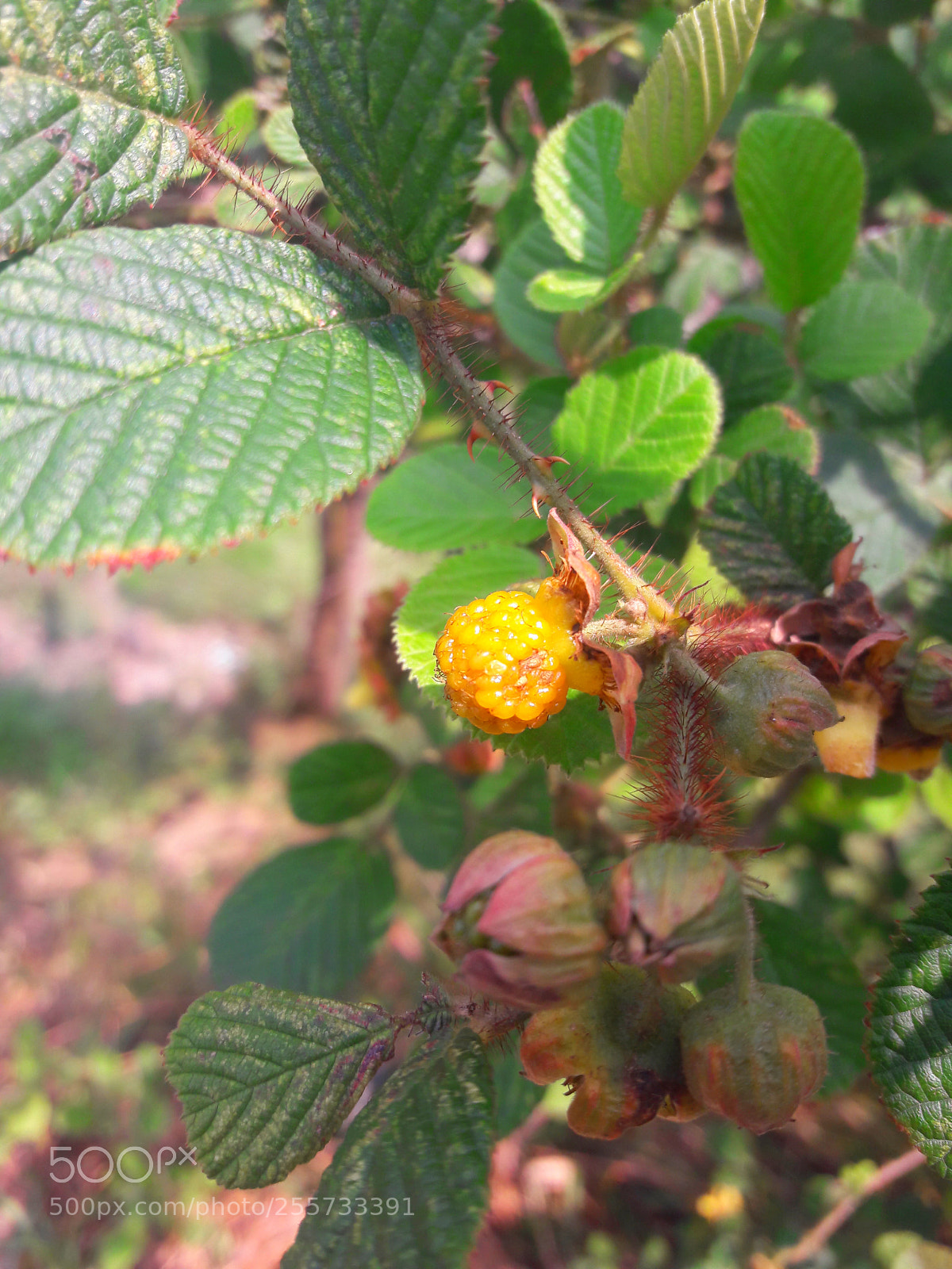 Samsung Galaxy A5(2016) sample photo. Wild fruit photography