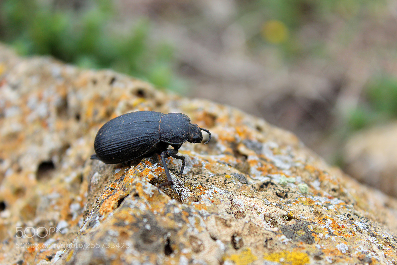 Canon EOS 600D (Rebel EOS T3i / EOS Kiss X5) sample photo. Dry beetle photography