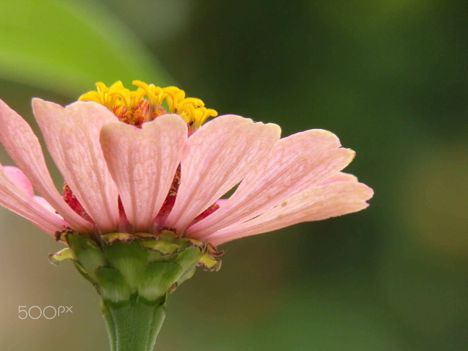 JK KODAK PIXPRO AZ421 sample photo. A pink summer flower! photography
