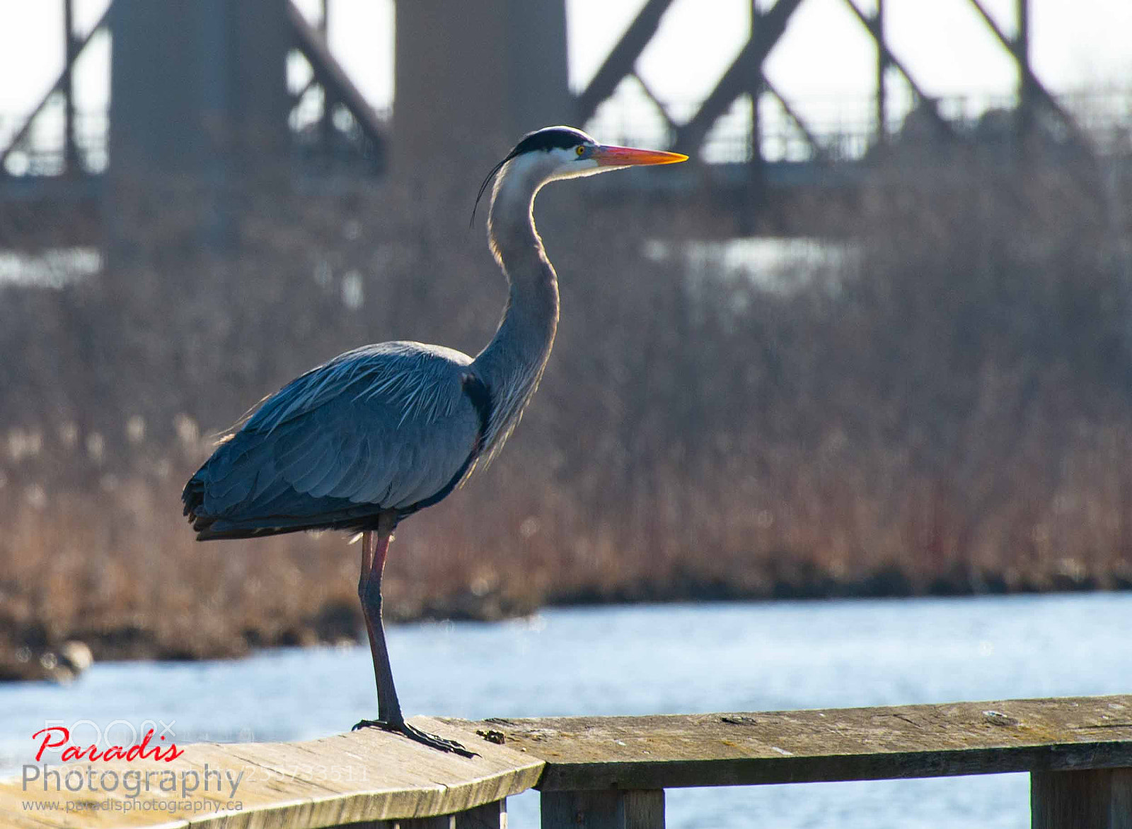 Nikon D600 sample photo. Get my good side. photography