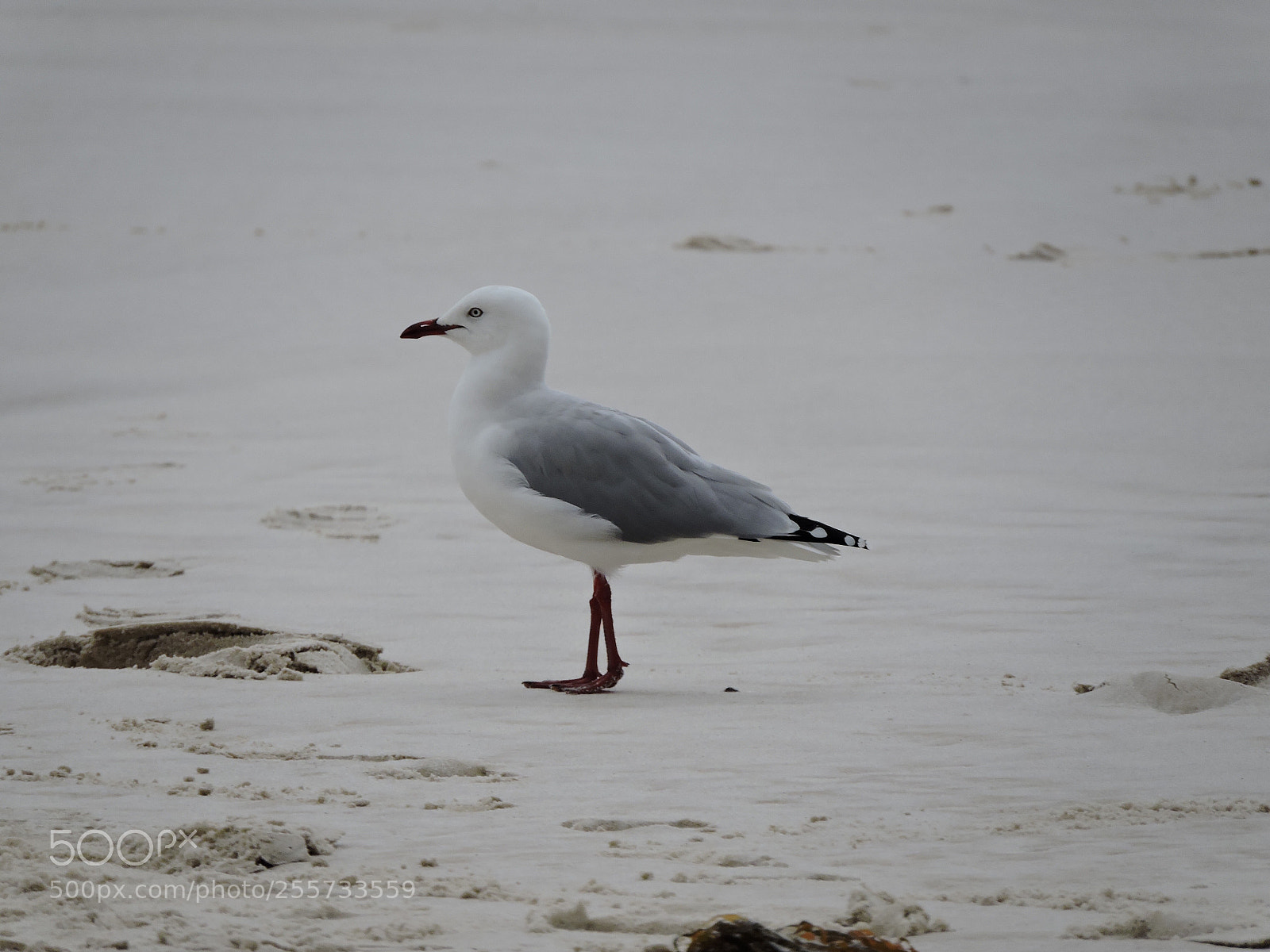 Nikon Coolpix P600 sample photo. Seagull photography