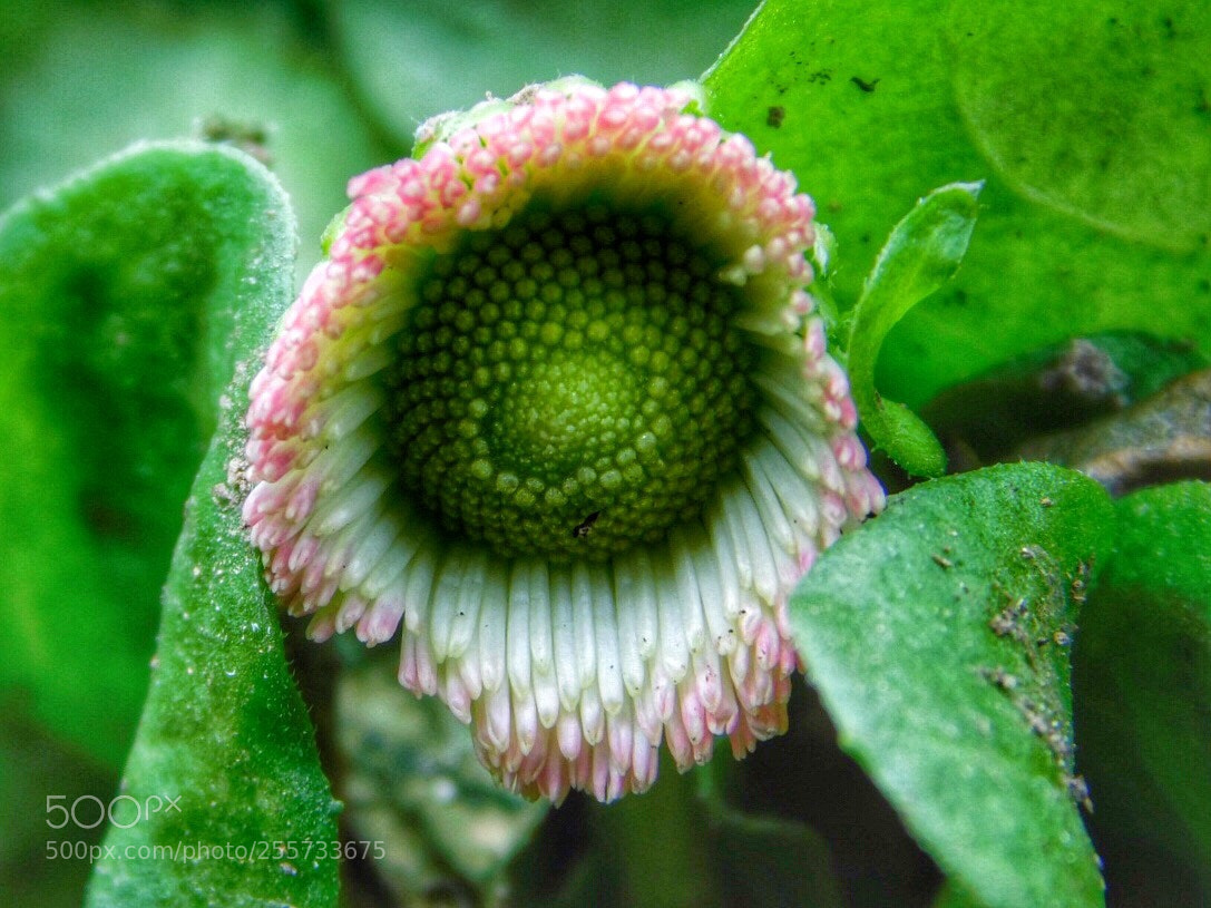 Nikon Coolpix B500 sample photo. Little flower photography