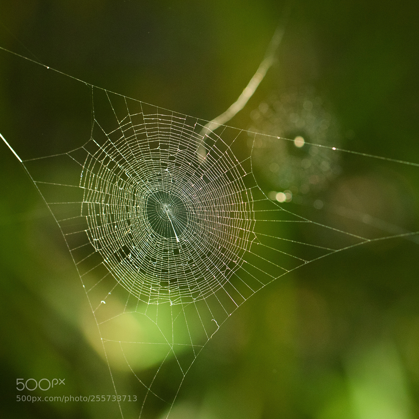 Canon EOS 6D Mark II sample photo. Matching webs photography