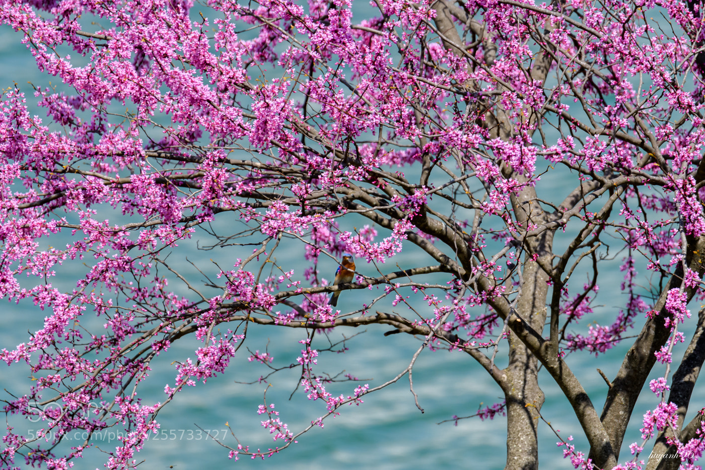 Nikon D500 sample photo. Do you see me photography