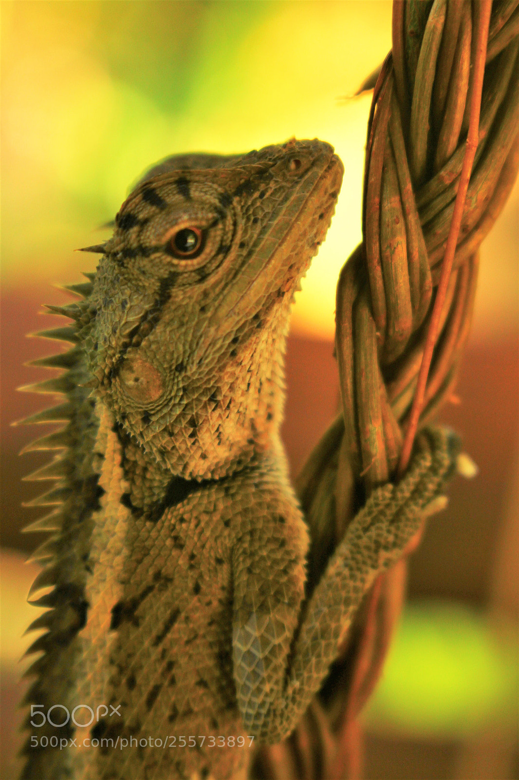 Canon EOS 500D (EOS Rebel T1i / EOS Kiss X3) sample photo. () photography