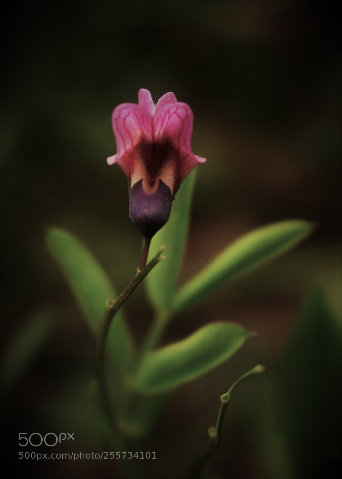 Canon EOS 500D (EOS Rebel T1i / EOS Kiss X3) sample photo. () photography