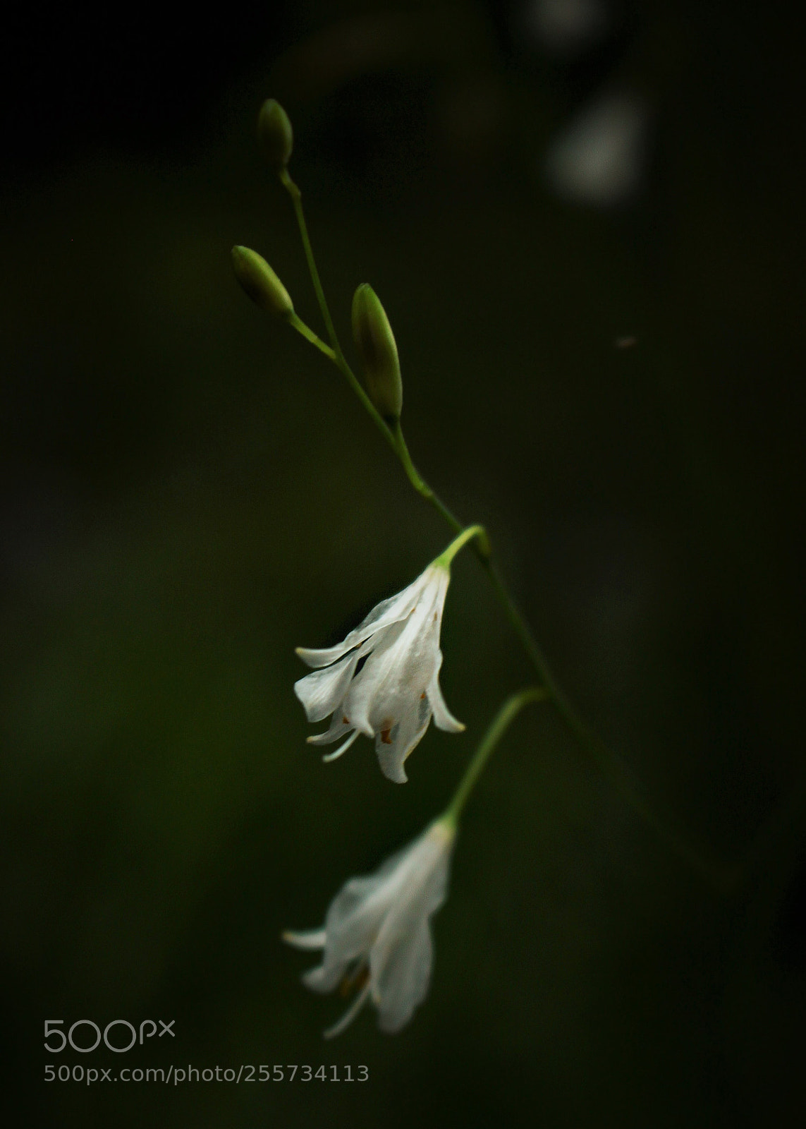 Canon EOS 500D (EOS Rebel T1i / EOS Kiss X3) sample photo. () photography