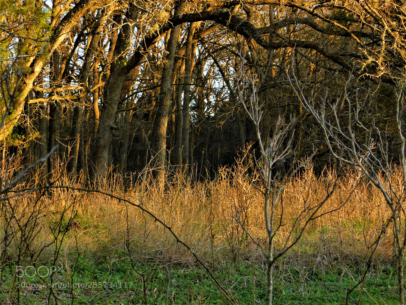 Nikon Coolpix B500 sample photo. () photography
