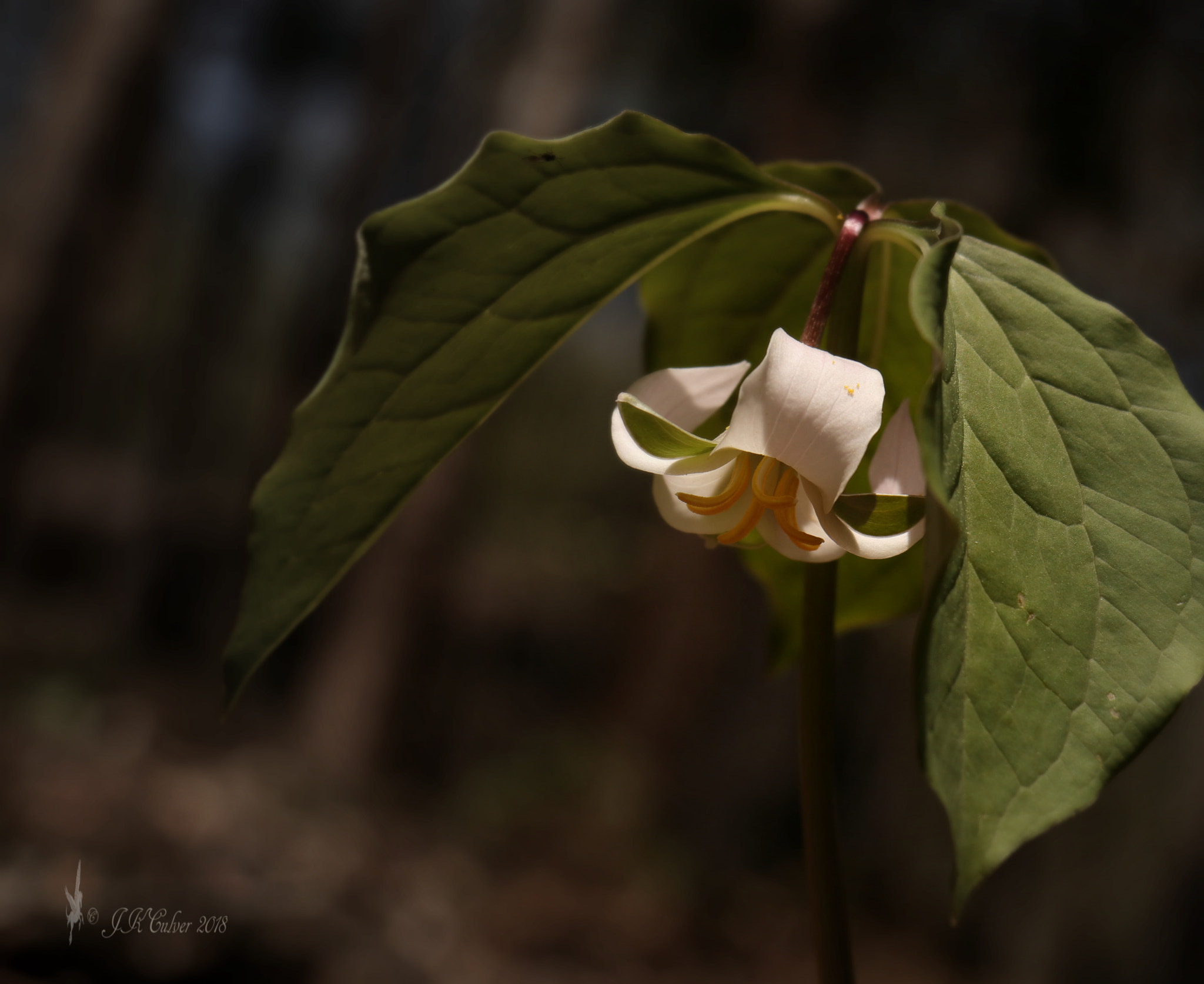 Canon EOS 77D (EOS 9000D / EOS 770D) sample photo. Nodding trillium photography