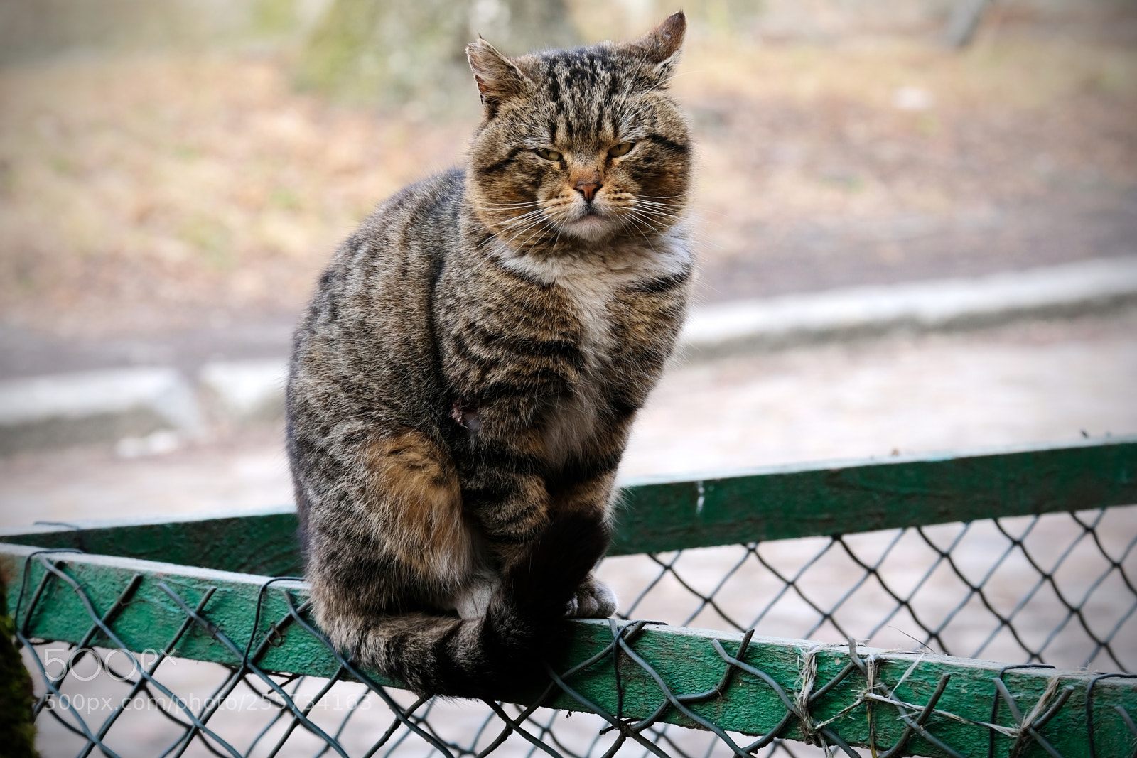 Fujifilm X-T20 sample photo. Cat siting on the photography