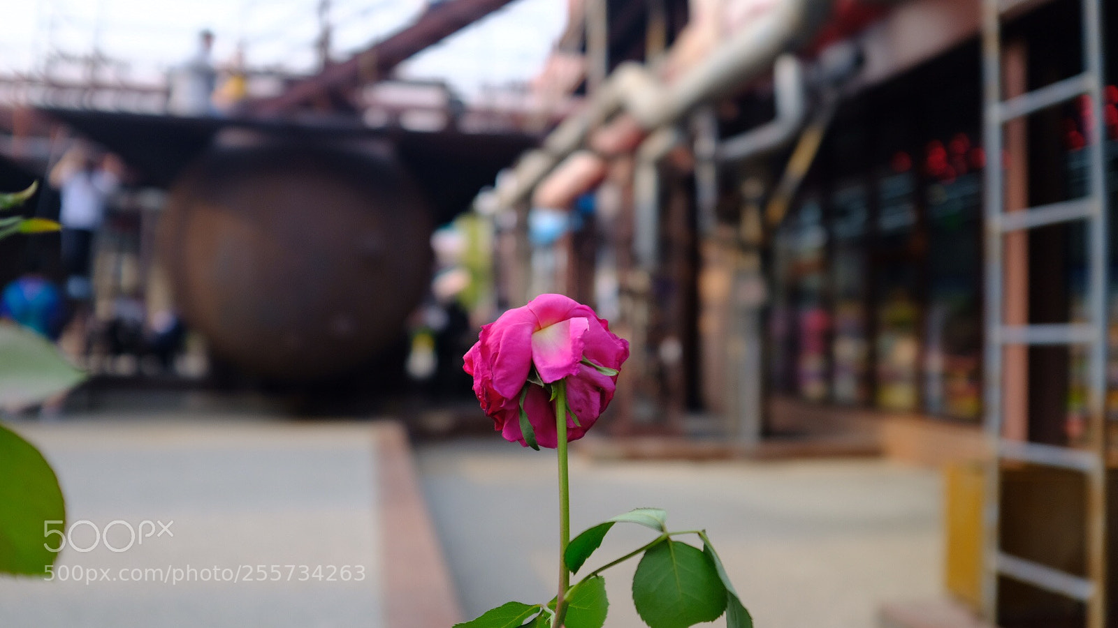 Fujifilm X100F sample photo. Untitled photography